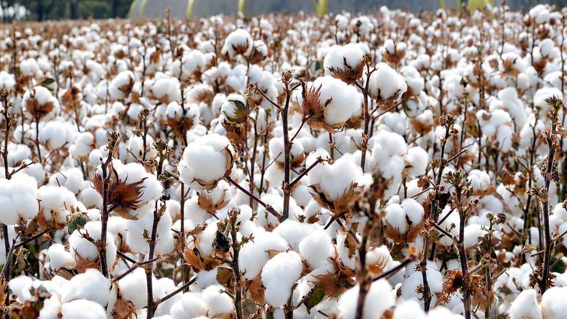 Duty-Free Cotton Imports May Continue Through December as Crop Outlook Weakens