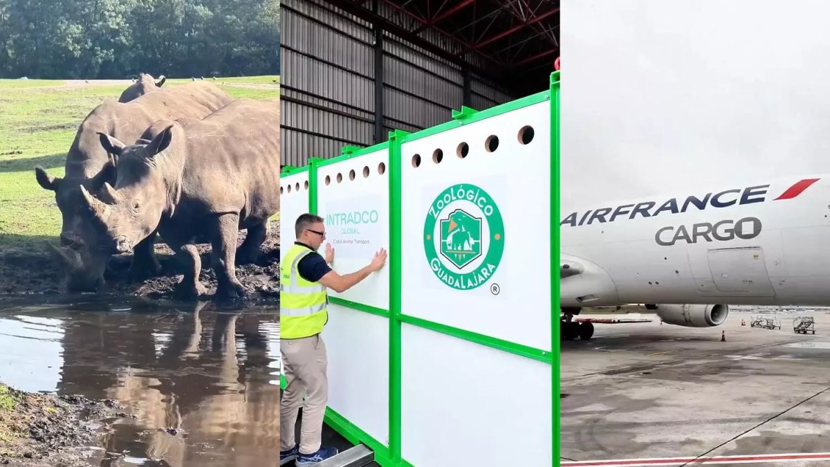 KLM flies four white rhinos to Mexico
