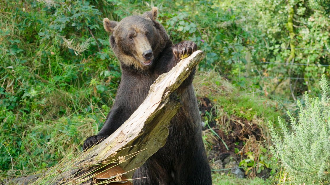 Etihad Cargo supports wildlife conservation with rescue of two brown bears from Russia to Ireland