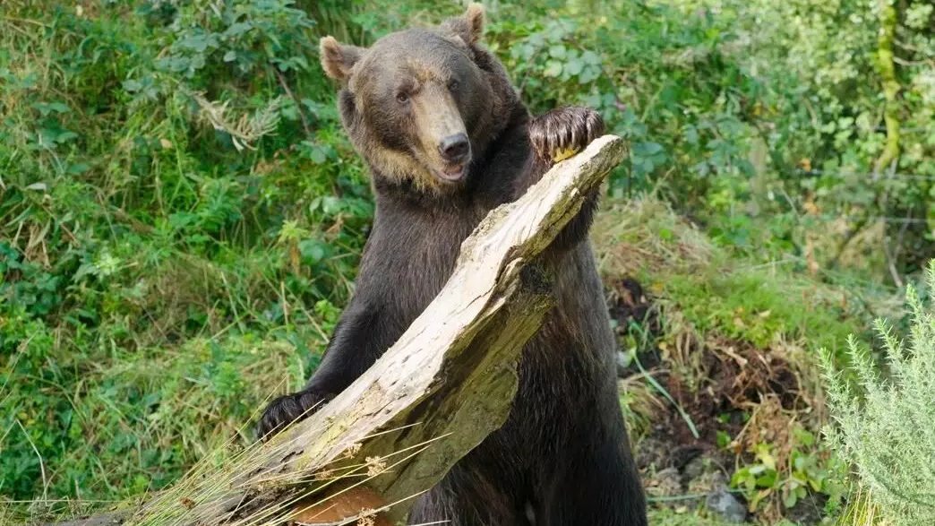 Etihad Cargo transports two rescued bears from Russia to Ireland
