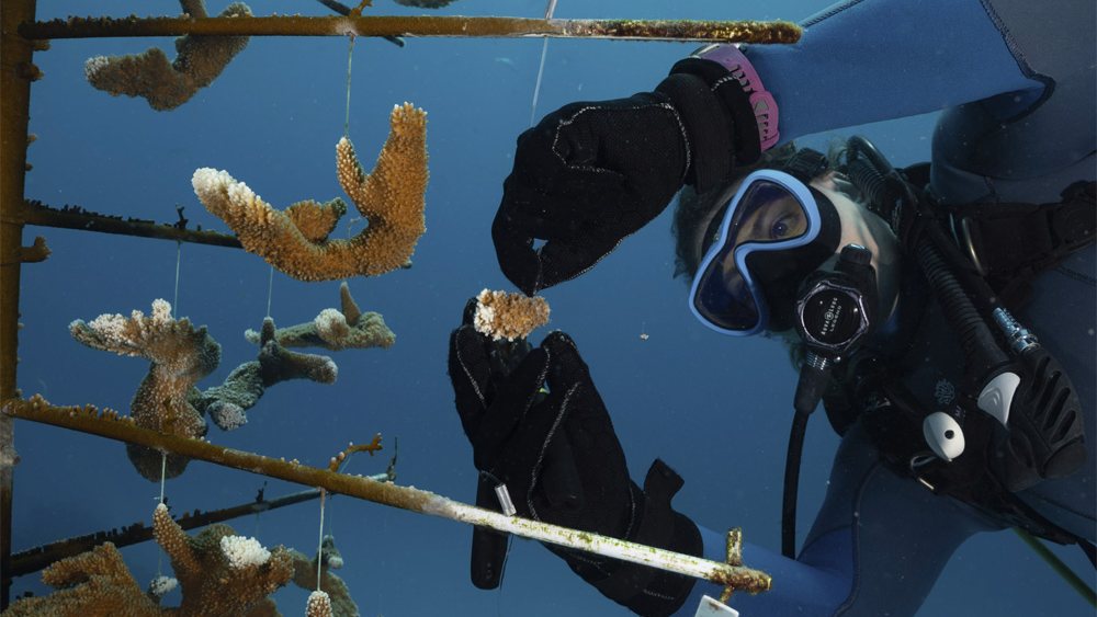 MSC Foundation Backs Landmark Global Coral Reef Ecosystems Assessment