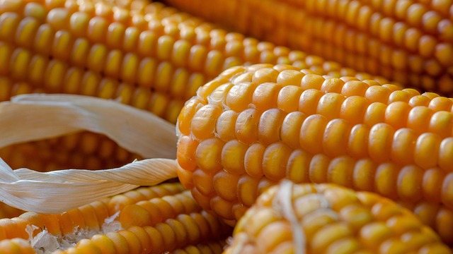 PH corn import quota up 127% to 500,000 MT