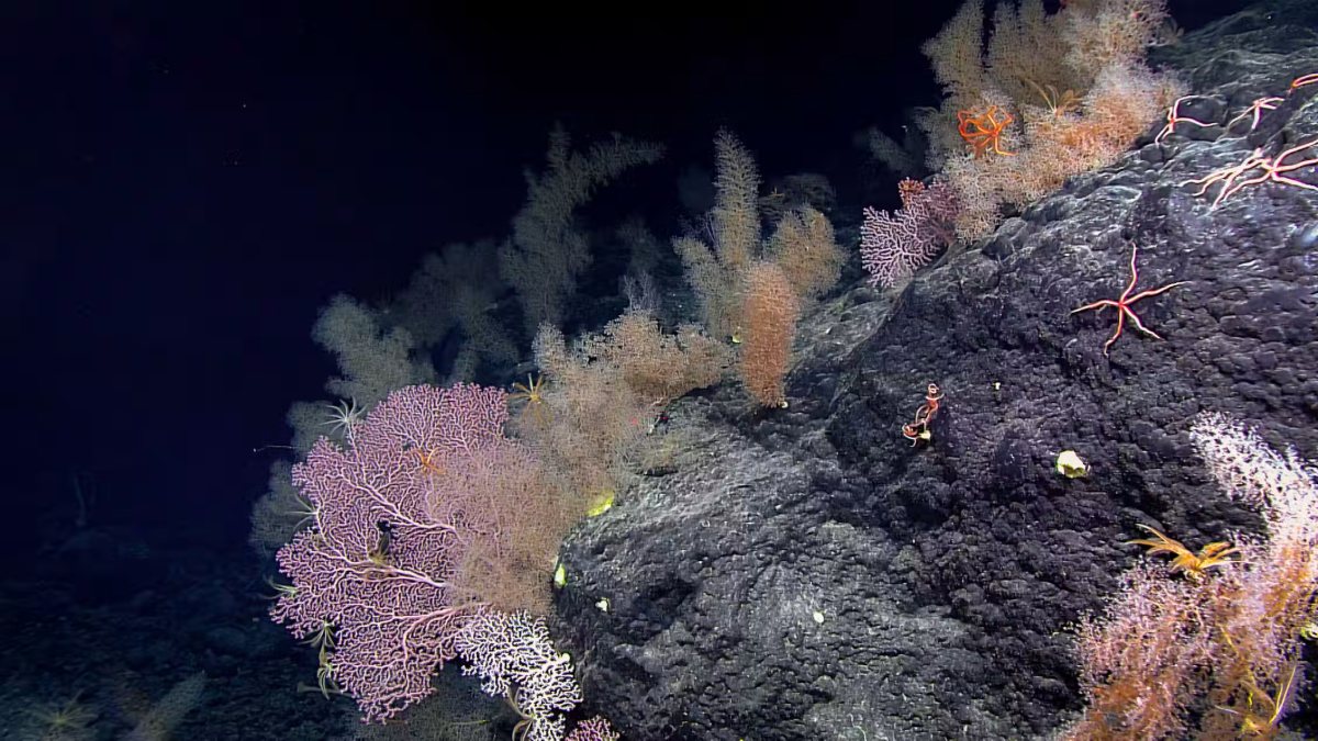Bottom Trawlers Do Huge Amounts of Damage to Life on Undersea Mountains