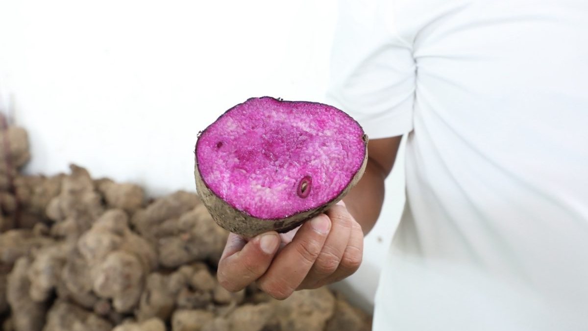 $34.1M USDA fund to boost PH ube in global supply chain