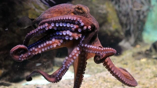 Deep-Sea Life Forms May Hold Clues to Sustainable Battery Technology