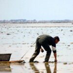 Contaminated Tagus clams suspected of fraud and impact on public health.