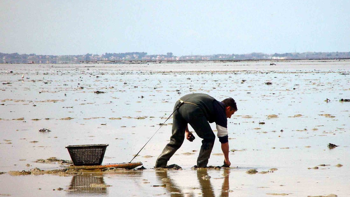 Contaminated Tagus clams suspected of fraud and impact on public health.