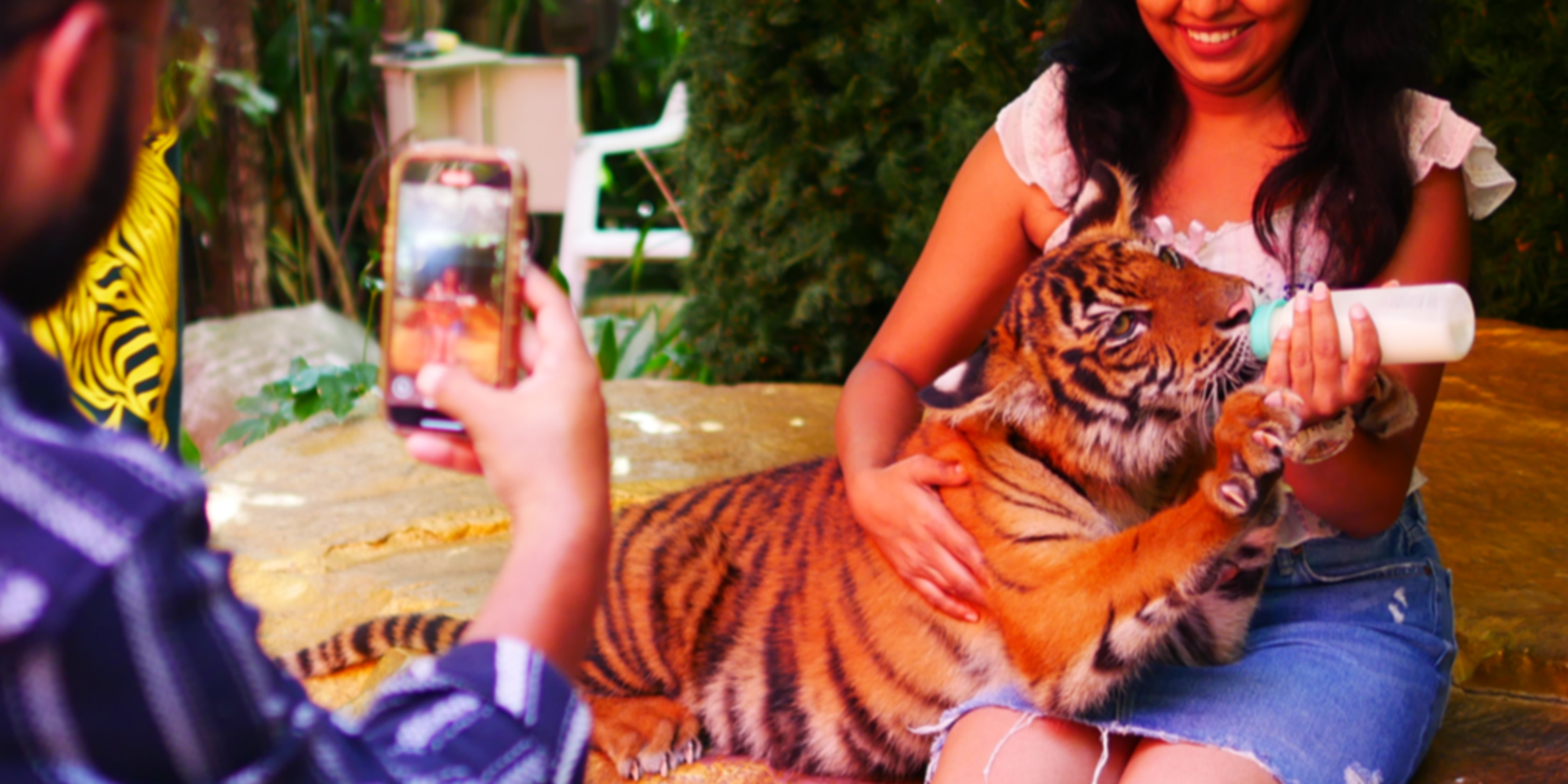 Tiger deaths highlight Thailand’s poor track record on animal welfare