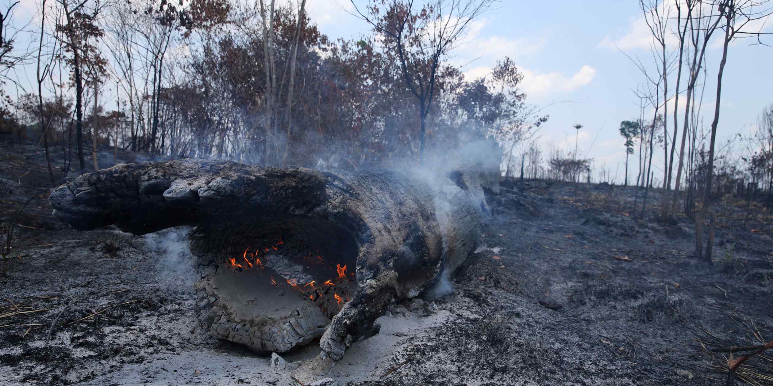 Brazil cracks down on insurance covering illegally deforested farmland