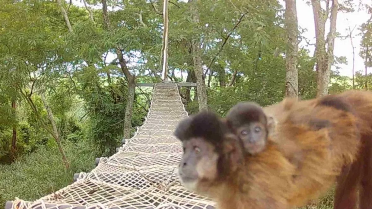 Rumo installs suspended walkways to protect fauna