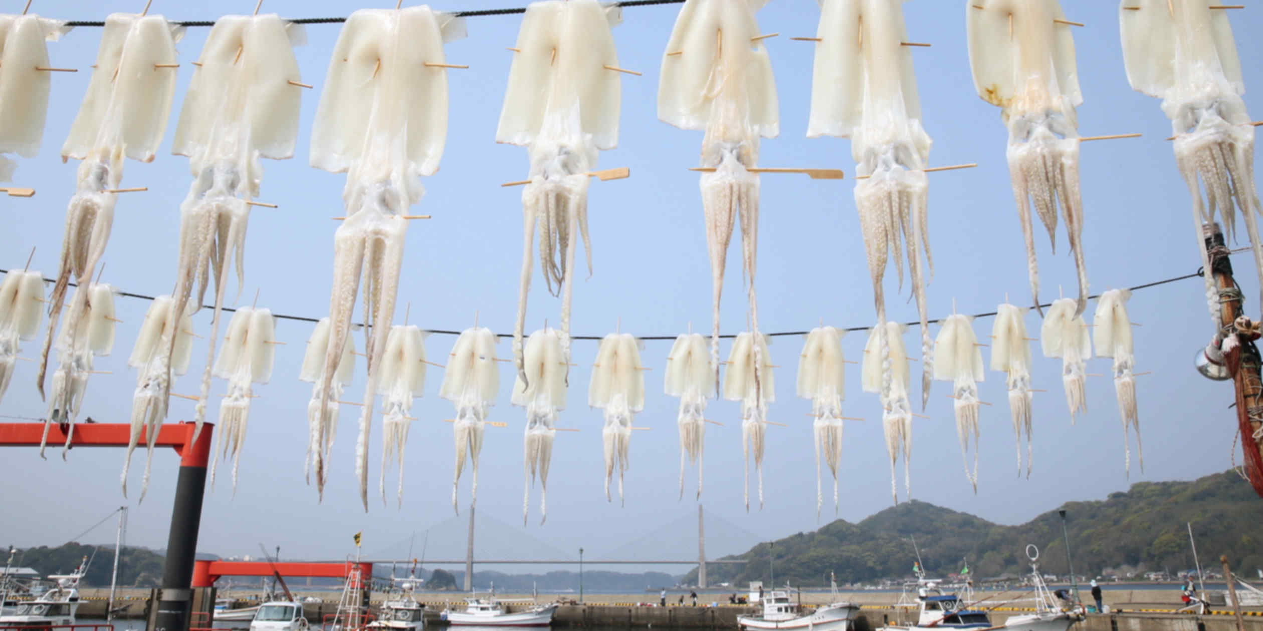 China’s aggressive squid fishing linked to sharp drops in catches