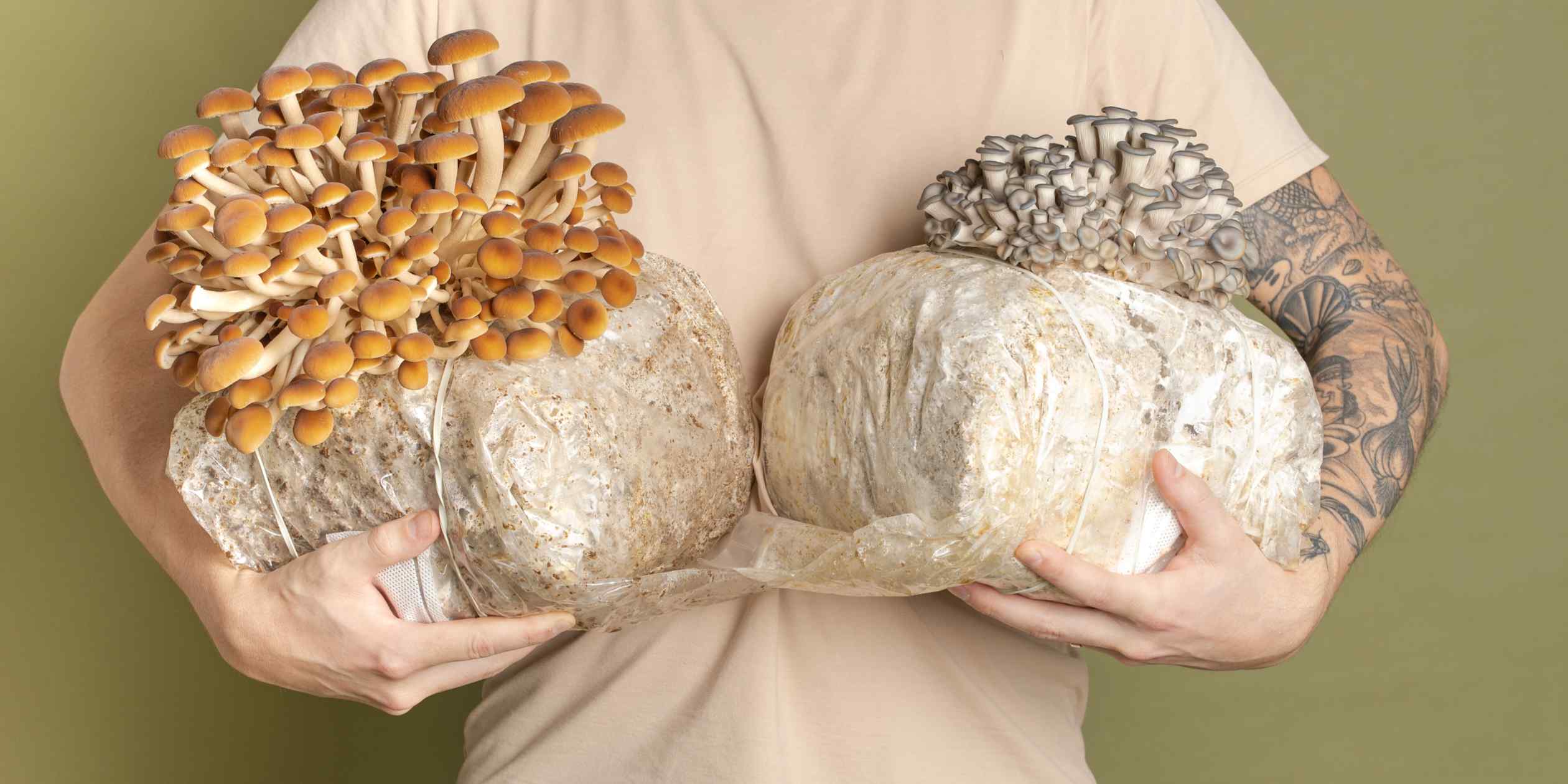Gourmet mushroom startup finds fertile ground in Bangkok