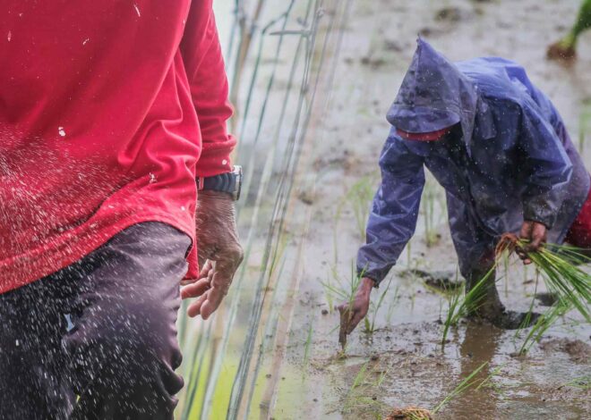 Philippine rice farmers bear brunt of expensive fuel and El Nino