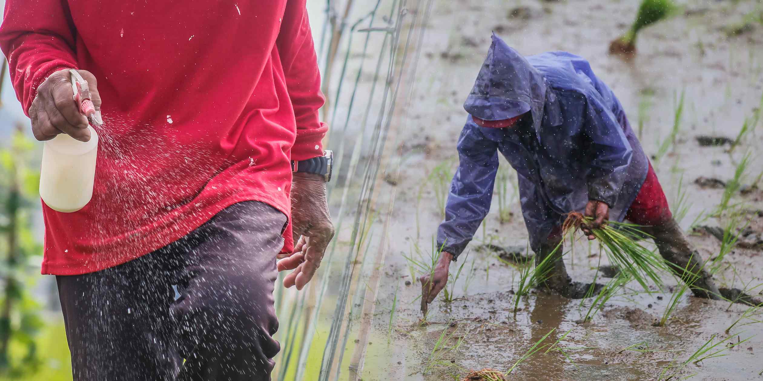 Philippine rice farmers bear brunt of expensive fuel and El Nino