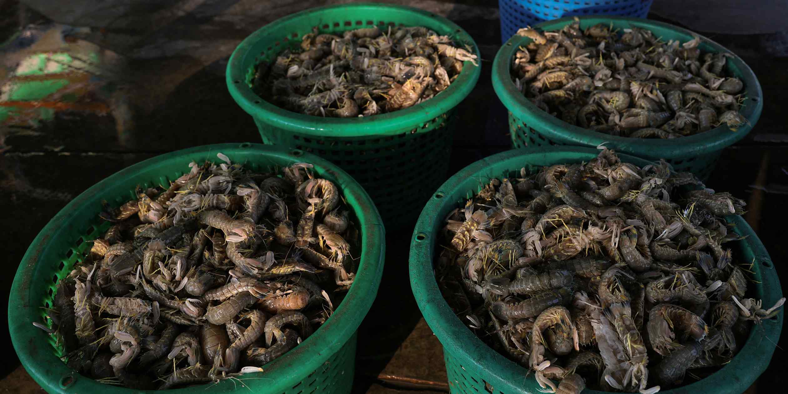 Thailand’s shrimp industry hit by Malaysia’s import ban