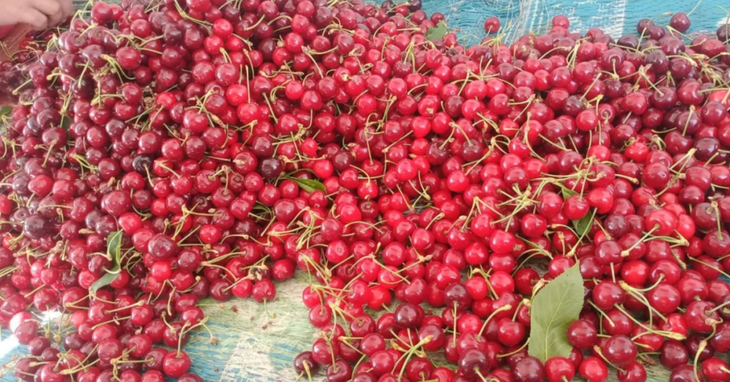 APEDA Facilitates First Export Of J&K Premium Cherries and Plums To UAE