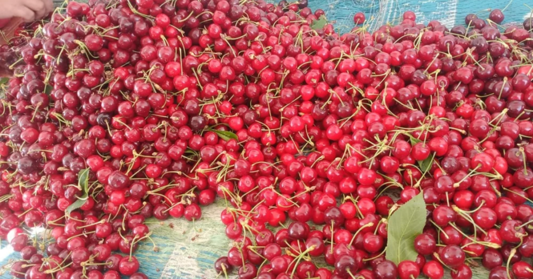 APEDA Facilitates First Export Of J&K Premium Cherries and Plums To UAE APEDA Facilitates First Export Of J&K Premium Cherries and Plums To UAE