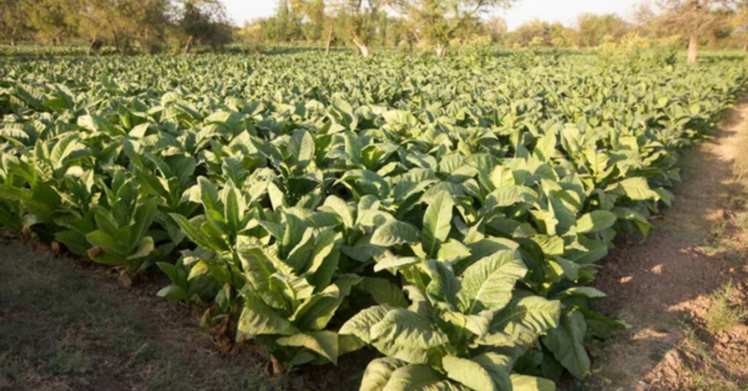 Andhra Pradesh CM Steps In To Protect Tobacco Farmers Andhra Pradesh CM Steps In To Protect Tobacco Farmers