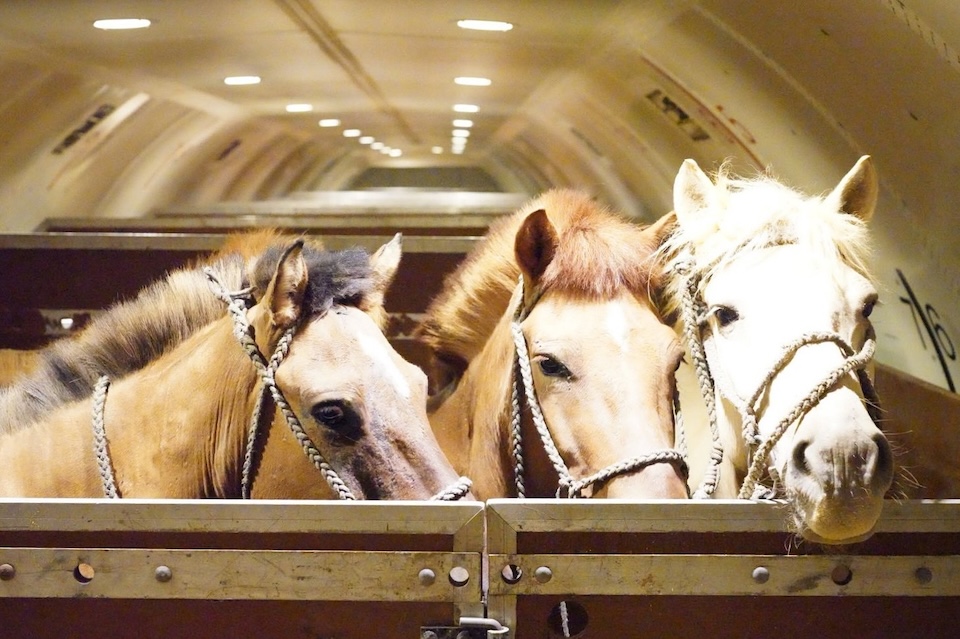 Chapman Freeborn charters 757F for huge horse transport operation Chapman-Freeborn-Mongolian-horses-main