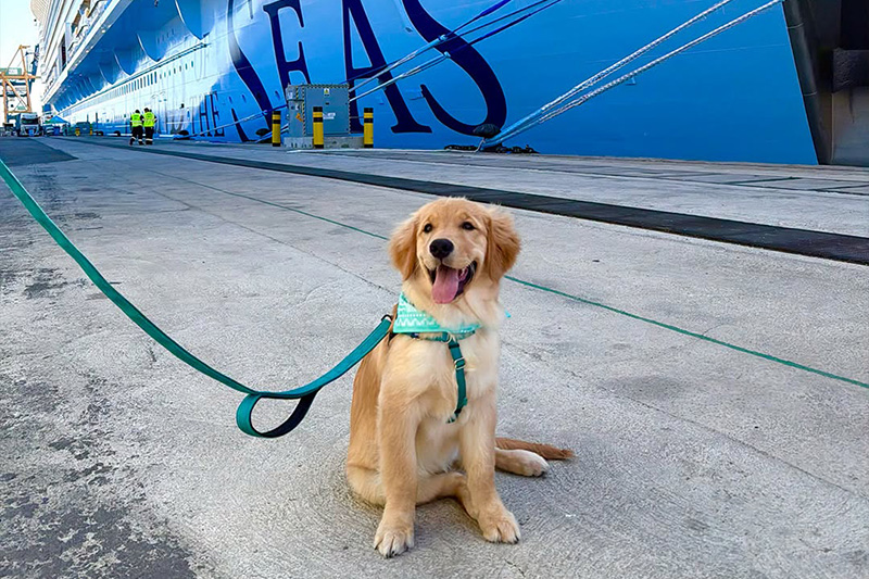 Chief Dog Officer Boards Royal’s Legend for Maiden Season – Cruise Industry News Skipper